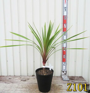 yiz101zhZi@RWlEI[XgX@yR@6ZA[gA@c