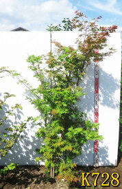 【現品発送】コハウチワカエデ　株立ち　苗木　樹高1.7m～　小葉団扇楓　落葉樹