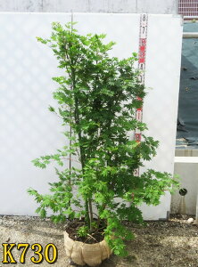 yIׂ錻izRnE`JGf@@c؁@1.4m@tc@t@r