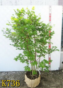 yIׂ錻izRnE`JGf@@c؁@1.4m@tc@t@r