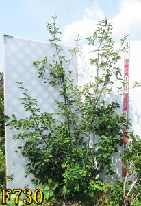 【選べる現品】ジューンベリー 株立ち 苗木 樹高1.7m〜