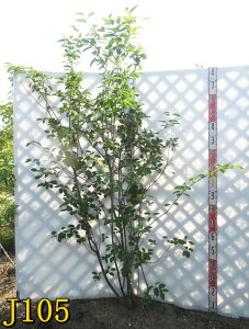 yIׂ錻izW[x[@c؁@{@1.8m