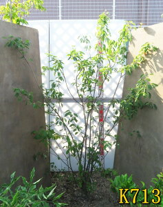 yIׂ錻izW[x[@c؁@@1.7m