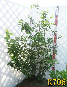 【選べる現品】ジューンベリー 苗木 株立ち 樹高約1.7m