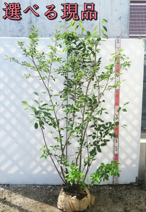 楽天市場】【選べる現品】ジューンベリー 苗木 株立ち 樹高約1.7m 