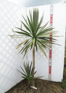 yizhZi RWl@`R~g@2{@H170cm×W90cm@Q871@c