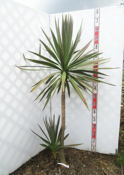 楽天市場】【現品】ドラセナ コルジリネ チョコミント 2本立ち H170cm 