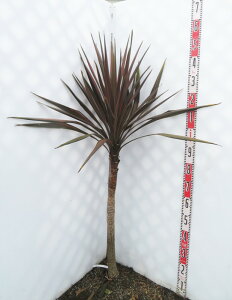 yizhZi@RWl R[q[NVbN@W90cm×H150cm@G909yHnApz