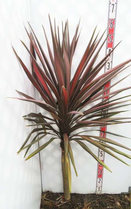 楽天市場】【現品】ドラセナ コルジリネ コーヒークラシック W110cm 