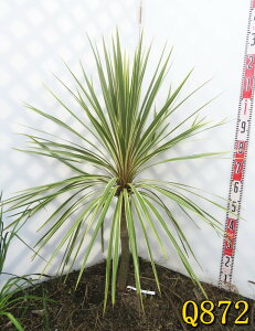 yIׂ錻izhZi RWl g[xC_Y[ c