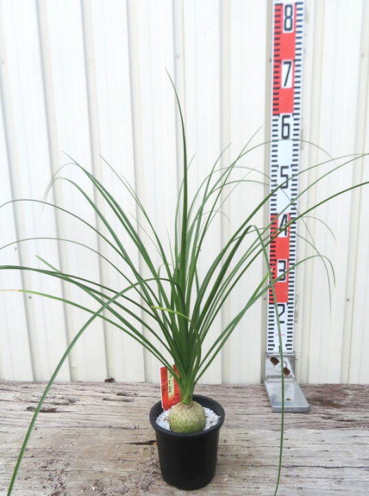 楽天市場】トックリラン 4号鉢植え(b05) : 千草園芸