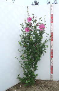 yizNQ@[YIuV@}[^VtH@c؁@1.5m@V703yt㔭z