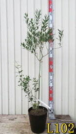 【選べる現品】オリーブの木 ルッカ　苗木　7号フレグラー鉢植え【L】
