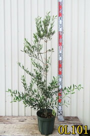 【現品】オリーブの木　苗木　ネバディロブランコ　7号