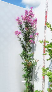 TXx(Sg)ԁ@fBAp[v@c؁@1.5m