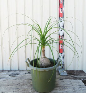 yizgbN@c؁@7nh[|bgA@TH663 (h32)