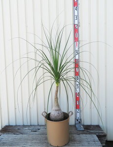 yizgbN@c؁@7nh[|bgA@TH662