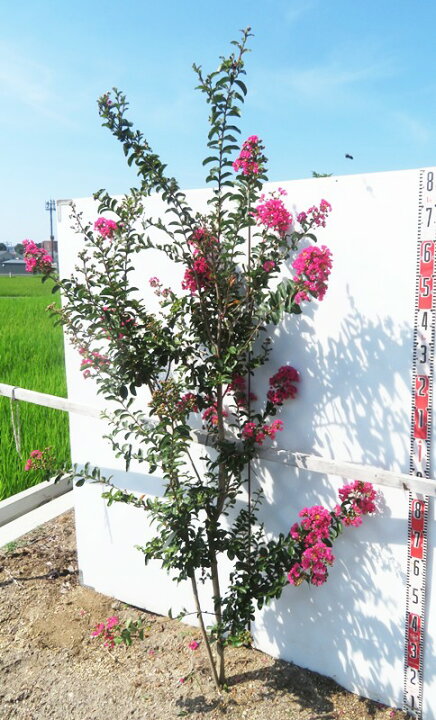 楽天市場】【現品】サルスベリ(百日紅) 濃いピンク 株立ち 苗木 樹高 