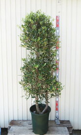 【現品発送】オリーブの木　ひなかぜ(ヒナカゼ)　苗木　12号鉢植え　F217
