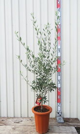 オリーブの木　エルグレコ　苗木　7号鉢植え