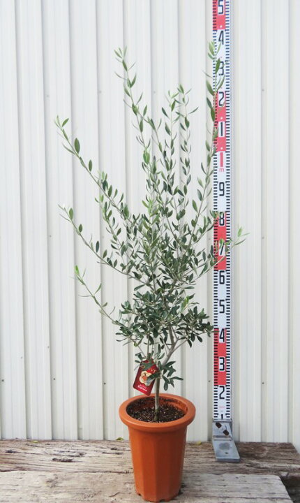 楽天市場】オリーブの木 エルグレコ 苗木 7号鉢植え : 千草園芸