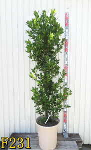 yiF231zj(QbPCW)@12A@c؁y[G^[z