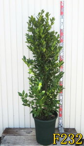 yIׂ錻izj(QbPCW)@12A@c