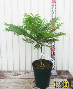 yIׂ錻izWJ_@̂߂݁ij`imO~jc؁@8A