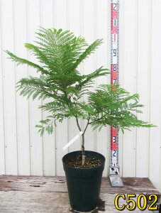 yIׂ錻izWJ_@̂߂݁ij`imO~jc؁@8A