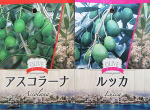 y2iAzI[u̖؁@c؁@5y~bV×lofBuRAtgCI×RlCLAAxLi×VvbV[mAAXR[i×bJz