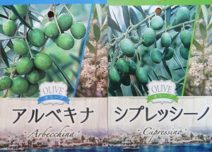 y2iAzI[u̖؁@c؁@5y~bV×lofBuRAtgCI×RlCLAAxLi×VvbV[mAAXR[i×bJz