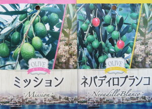 y2iAzI[u̖؁@c؁@5y~bV×lofBuRAtgCI×RlCLAAxLi×VvbV[mAAXR[i×bJz