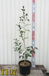 yIׂTCYzցicoLj˂iRKljc؁@ڂ؁@7Ei8ig08-1,f05j