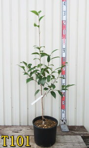 yIׂ錻izցicoLj̐ iLmZcj 8