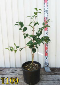 yIׂ錻izցicoLj`i}TVjc؁@ڂ؁@8@70cmig07-2j