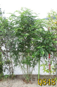 yIׂ錻izV}glR@ @c؁@1.8m`@y؁@V{c[z