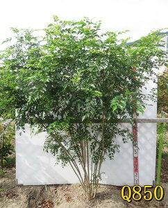 【選べる現品】シマトネリコ 株立ち  苗木 樹高約1.8m〜 【庭木 シンボルツリー】