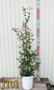 yIׂ錻iz΃~W@fBK[_@c؁@9A