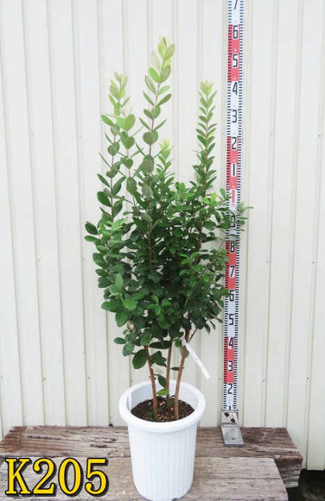 楽天市場】【選べる現品】フェイジョア 実生苗 苗木 株立ち(3本立ち) 9 