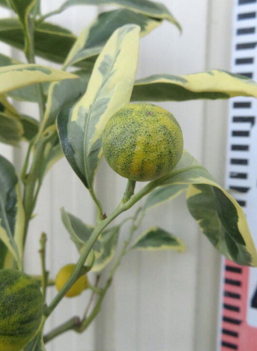 楽天市場】【実付き】フイリウンシュウミカンの木（斑入り温州みかんの 
