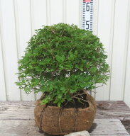 ドウダンツツジ　玉仕立て Φ35cm《花、紅葉が美しい庭木　苗木》