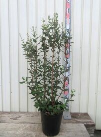 フェイジョア　苗木　実生苗　2本植え　株立ち　7号