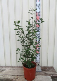 フェイジョア　苗木　実生苗　6号鉢植え