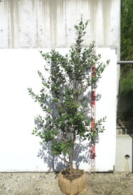 【現品】フェイジョア　実生苗　苗木　株立ち（2本立ち）樹高約1.7m　R531