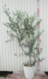 【現品発送】オリーブの木　ヘレナ　苗木　12号フレグラー鉢植え　42504