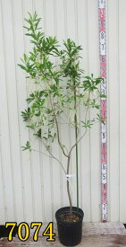 【選べる現品発送】キリラ　ラセミフローラ（ナイアガラツリー）苗木　樹高1.4m～