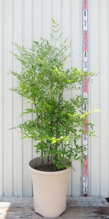 楽天市場】白南天（シロナンテン）苗木 12号鉢植え : 千草園芸