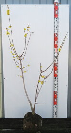 【現品発送】マンゲツロウバイ（満月蝋梅） 苗木　樹高1.2m　F112