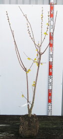 【現品発送】マンゲツロウバイ（満月蝋梅）苗木　樹高1.2m　F119