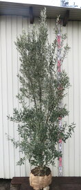 【現品発送】オリーブの木 シプレシーノ　特大サイズ　苗木　樹高2.2m　M1055